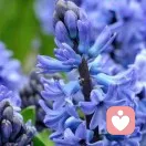 月白|倾听师的头像