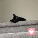 c的头像