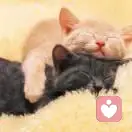 没错就是我的头像