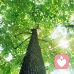 倾听风声的头像