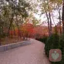 风吹花儿开