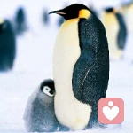 爱你是我的权利的头像