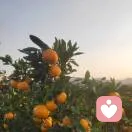 情绪陪伴的头像