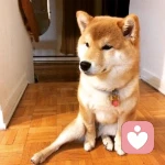 愚蠢的柴柴的头像