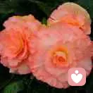 清风予你的头像