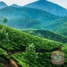 听风听雨还听你