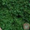 迷茫