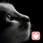 悟空回他的星球去了的头像