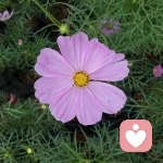 最牛专家的头像