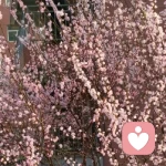 快乐的生活的头像