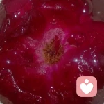 希望之花的头像