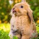 伤心伤肺上你妹