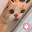 疯狂梦幻城的头像