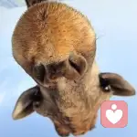 奧利奧丶的頭像