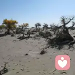 道貌岸然的头像