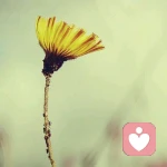 耿耿于怀……的头像