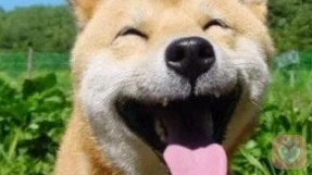 若无初见