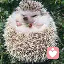 蜷缩的刺猬的头像