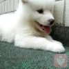 小哲←_←