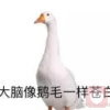野生大鹅