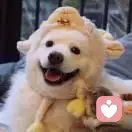 出租小可爱咩的头像