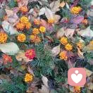 破晓而生的头像