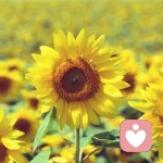 哔哩哔哩的头像