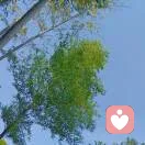 清平河妖的头像