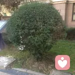 低调的迷彩绿的头像