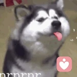 斯文绅士的头像