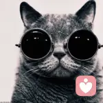 婚姻大使的头像