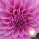 ?柠檬不酸了的头像