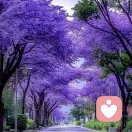 真情陪伴的头像