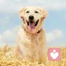 杀尽天下叛我者的头像