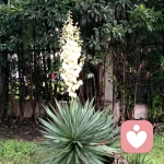 人间四月天的头像