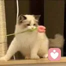 栀子的头像