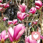 积极心态心理解析的头像