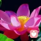 美子的头像