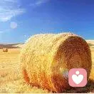 秋天的阳光的头像