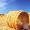 秋天的阳光