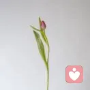 芋泥暖香柑的头像