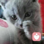 玩世不恭的头像