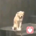 向上生长的头像