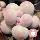 🍀 陌上初安🍁 💐的头像