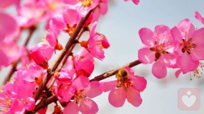 測你16年會迎來幾多桃花？